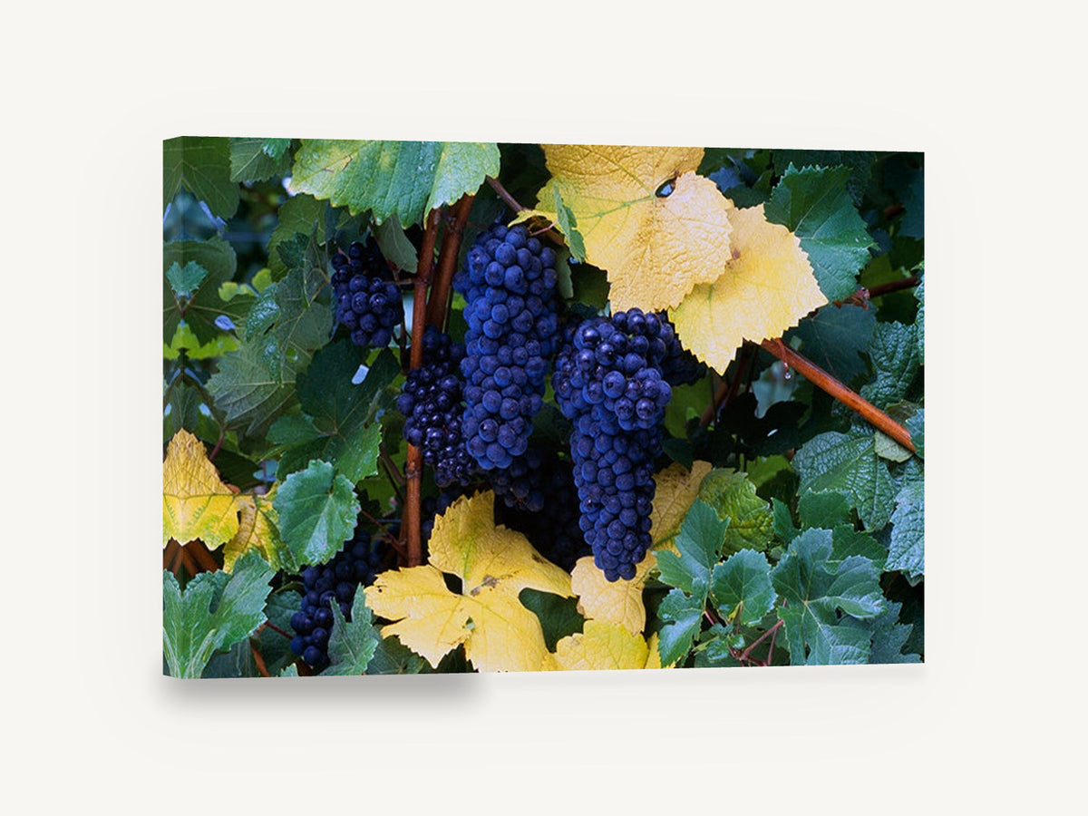 Autumn Vineyard Clusters, purple grapes autumn vine photograph, floral canvas wall art print ready to hang