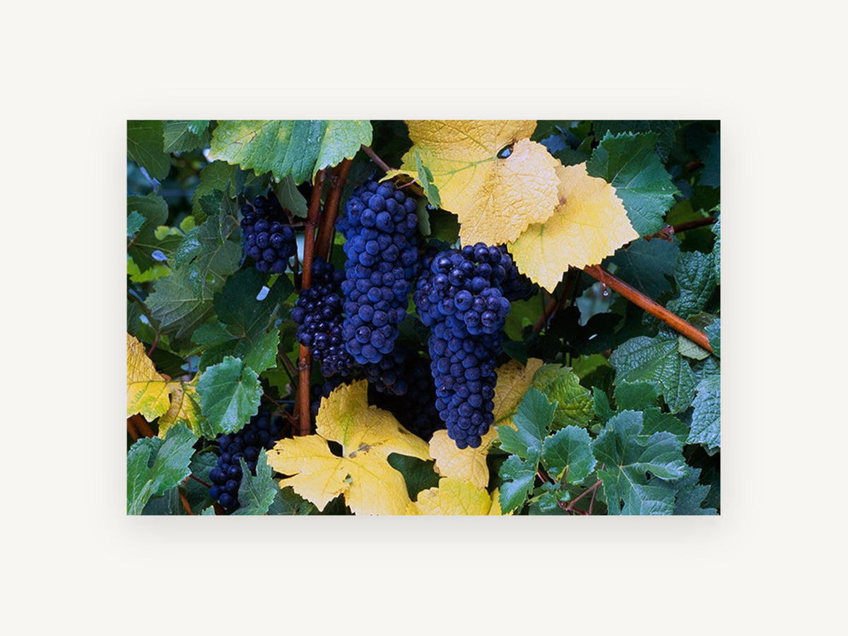Autumn Vineyard Clusters, floral canvas wall art print, front view