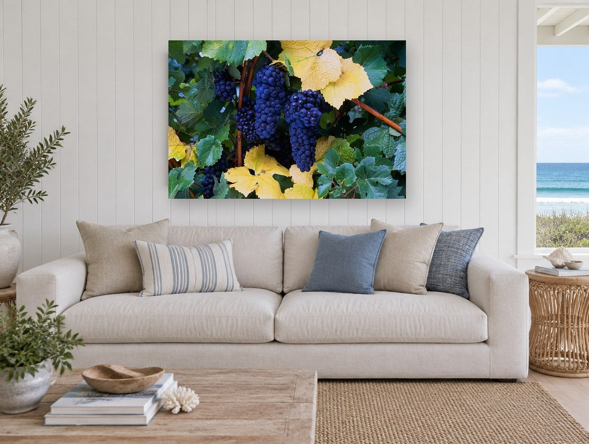 Autumn Vineyard Clusters floral canvas print on the wall of a beach house living room