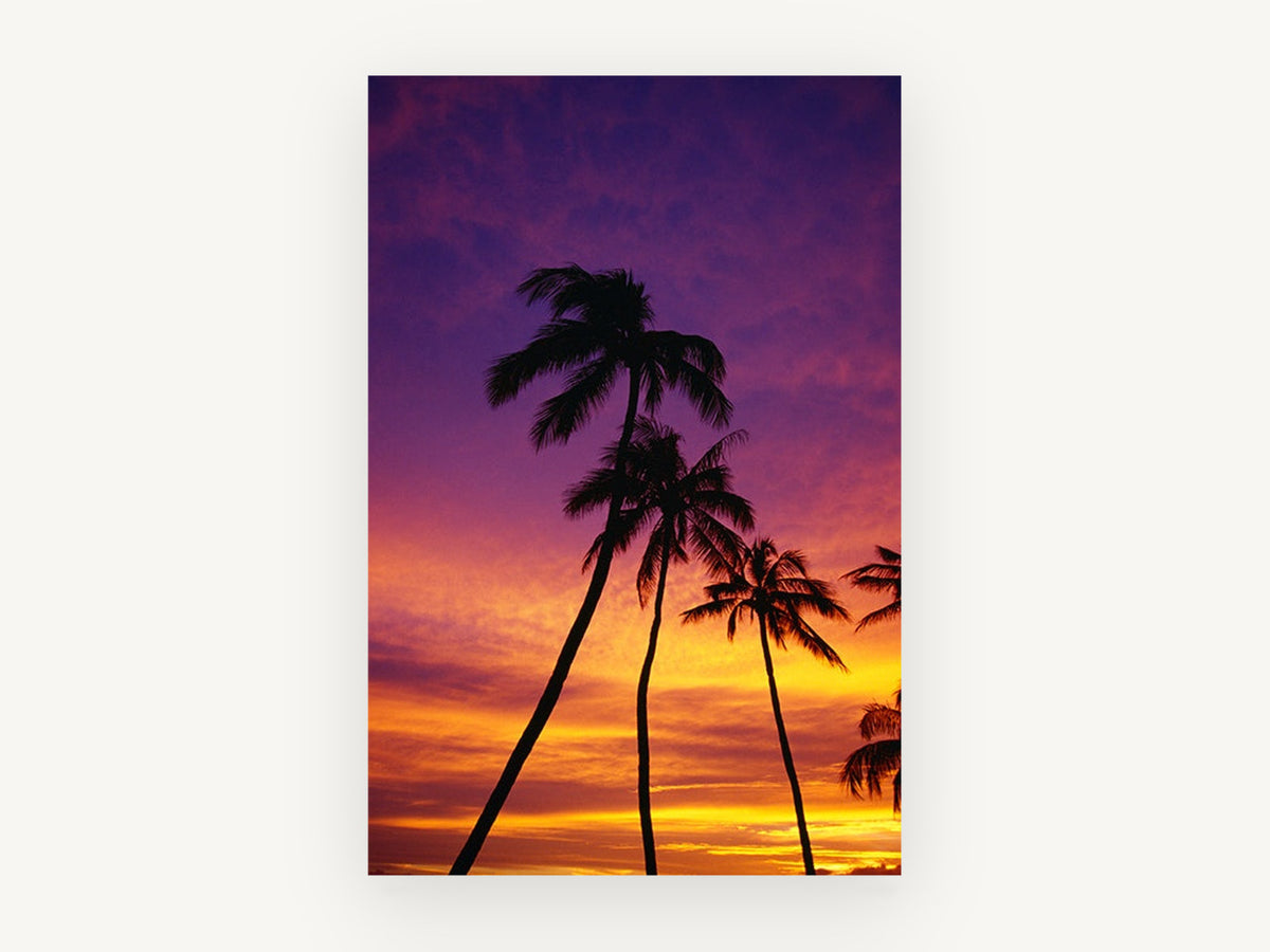 Palms at Violet Dusk, palm trees tropical sunset photograph, landscape canvas wall art print, front view