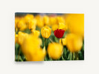 Red Among Yellow Tulips, red and yellow tulips field photograph, floral canvas wall art print ready to hang