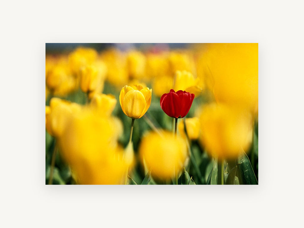 Red Among Yellow Tulips, floral canvas wall art print, front view