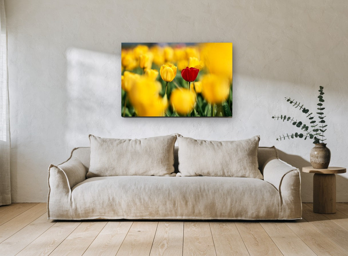 Red Among Yellow Tulips floral canvas print on the wall of a living room