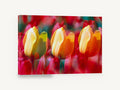 Tulip Trio Glow, yellow and red tulips photograph, floral canvas wall art print ready to hang