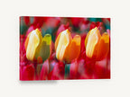 Tulip Trio Glow, yellow and red tulips photograph, floral canvas wall art print ready to hang