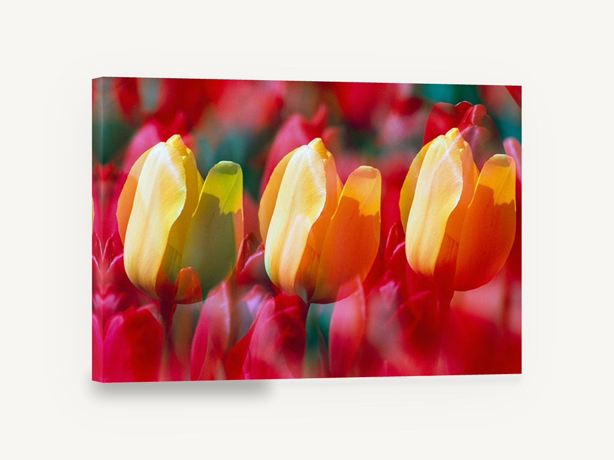 Tulip Trio Glow, yellow and red tulips photograph, floral canvas wall art print ready to hang