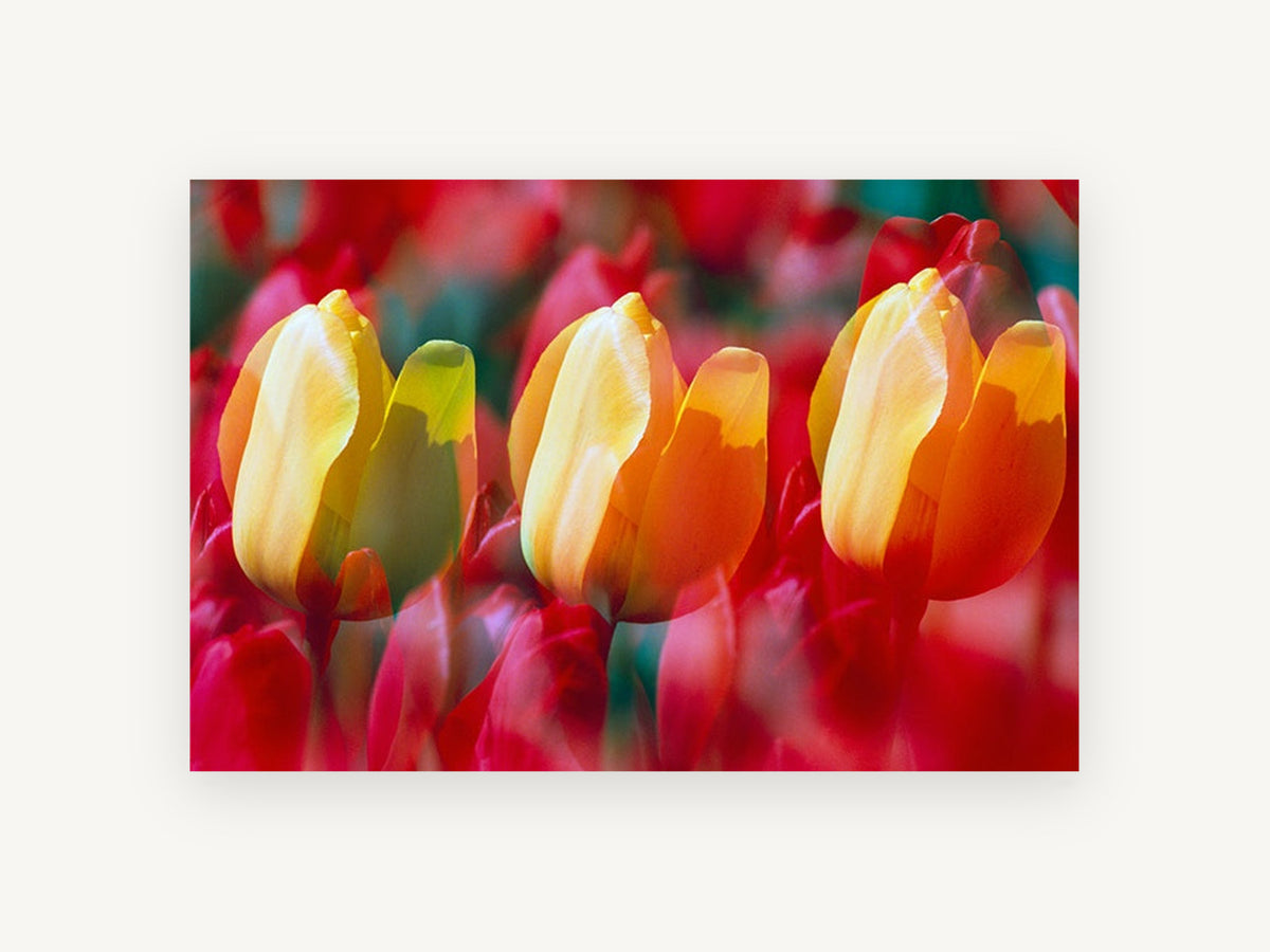Tulip Trio Glow, floral canvas wall art print, front view
