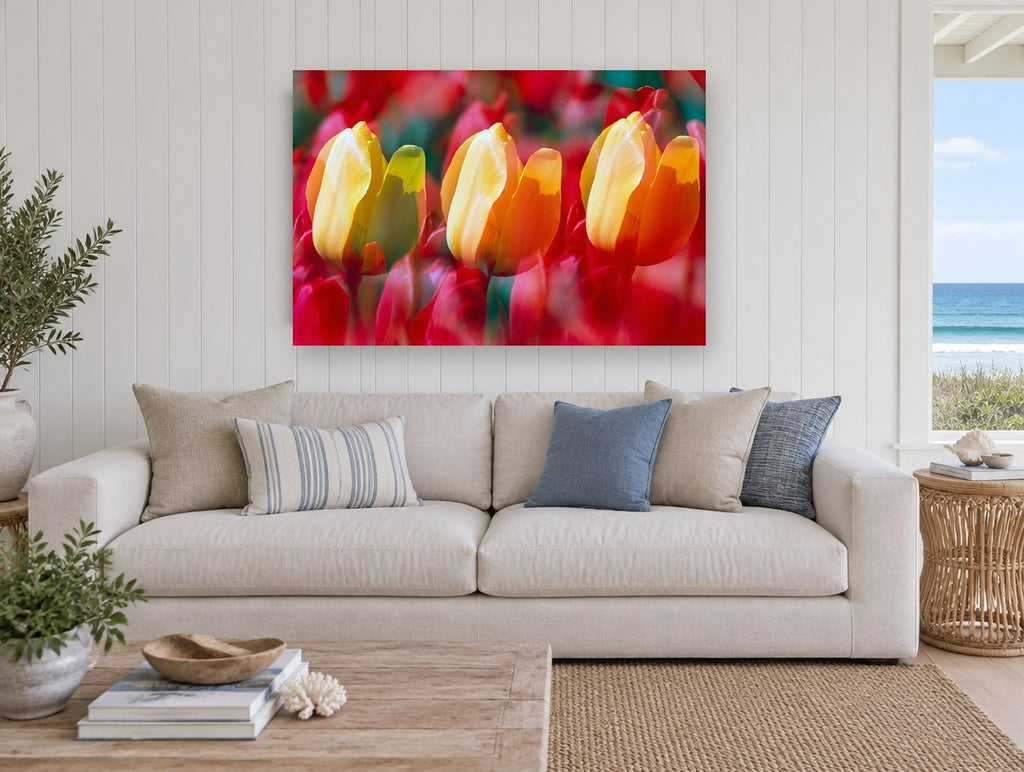 Tulip Trio Glow floral canvas print on the wall of a beach house living room