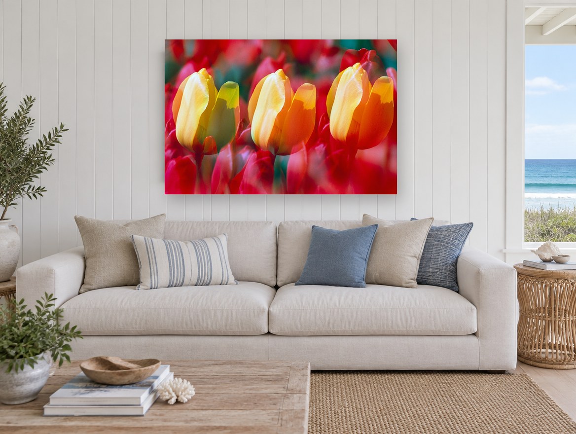 Tulip Trio Glow floral canvas print on the wall of a beach house living room