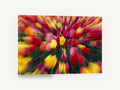 Tulip Burst, red and yellow tulips zoom blur photograph, floral canvas wall art print ready to hang