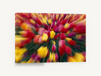 Tulip Burst, red and yellow tulips zoom blur photograph, floral canvas wall art print ready to hang