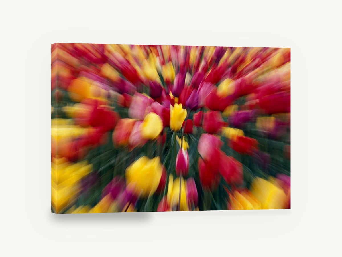 Tulip Burst, red and yellow tulips zoom blur photograph, floral canvas wall art print ready to hang
