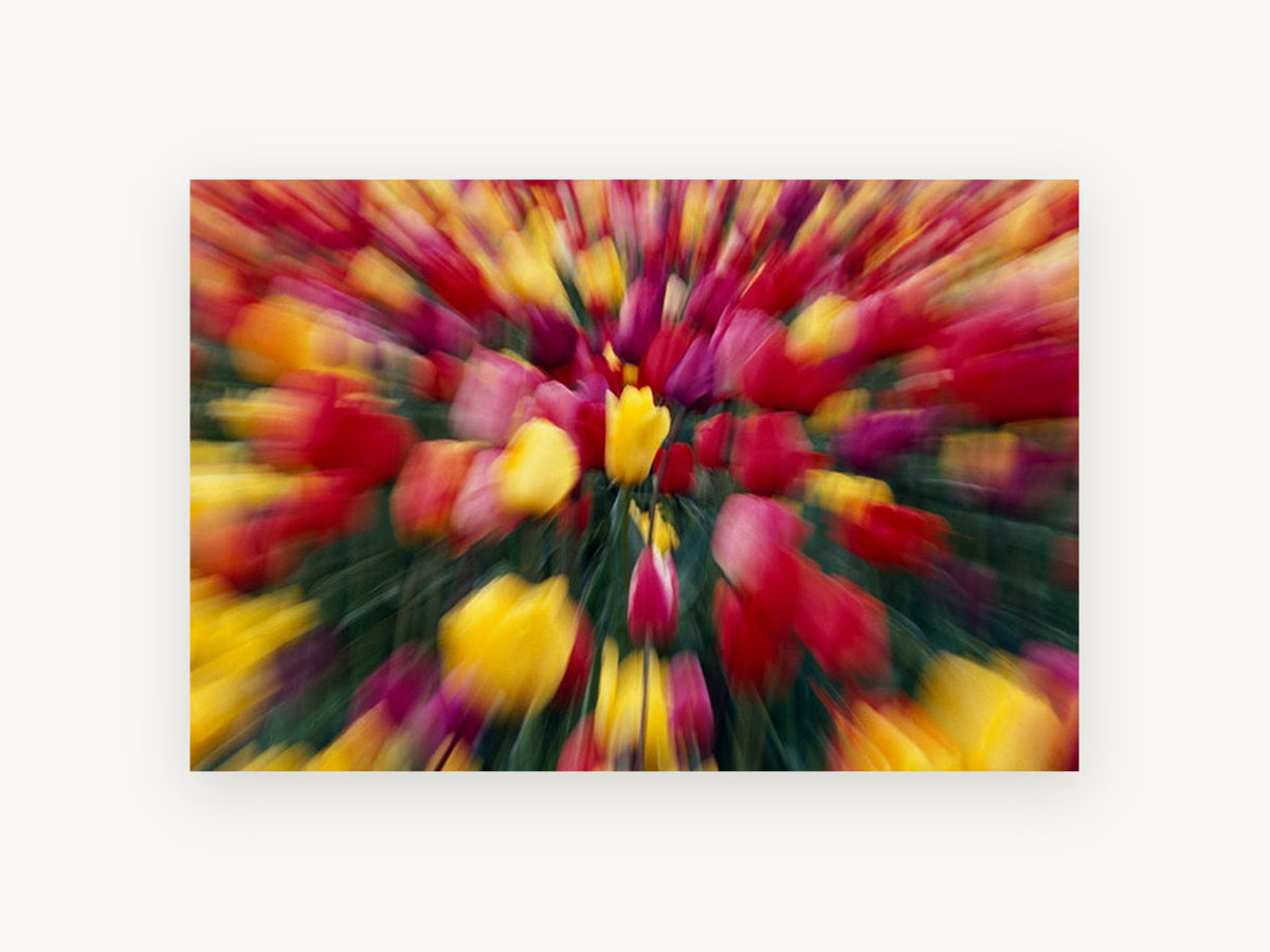 Tulip Burst, floral canvas wall art print, front view