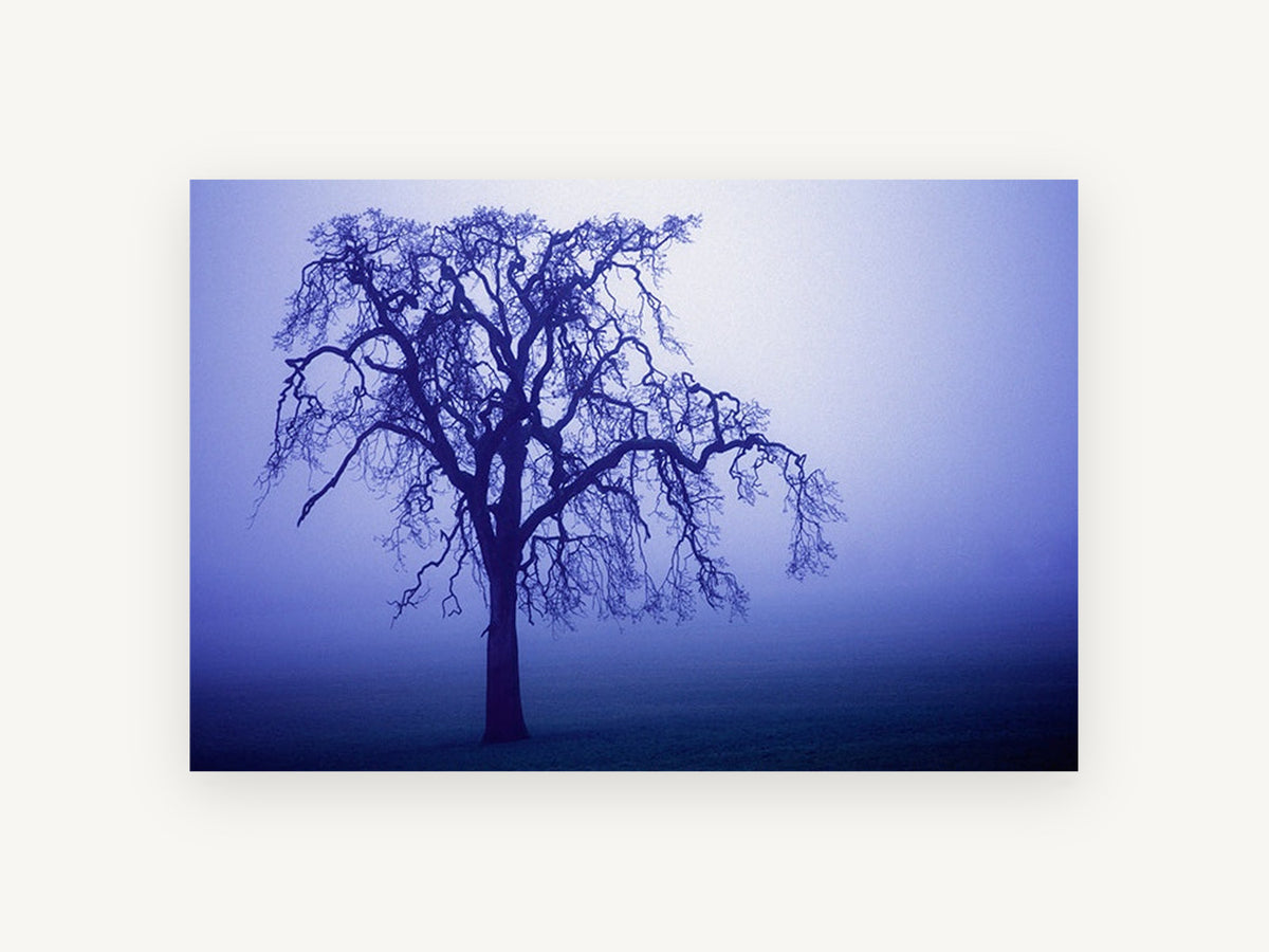 Indigo Fog Oak, lone bare tree in blue fog, landscape canvas wall art print, front view