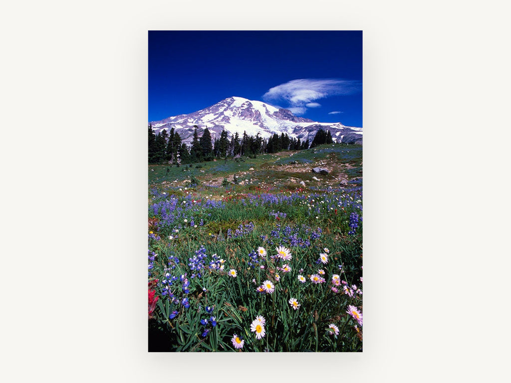 Alpine Meadow Bloom, floral canvas wall art print, front view