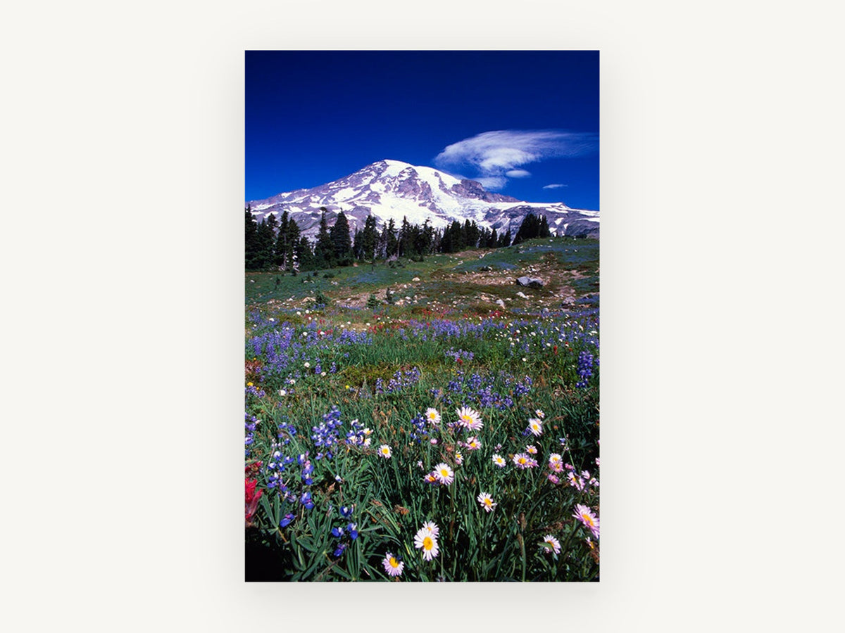 Alpine Meadow Bloom, floral canvas wall art print, front view
