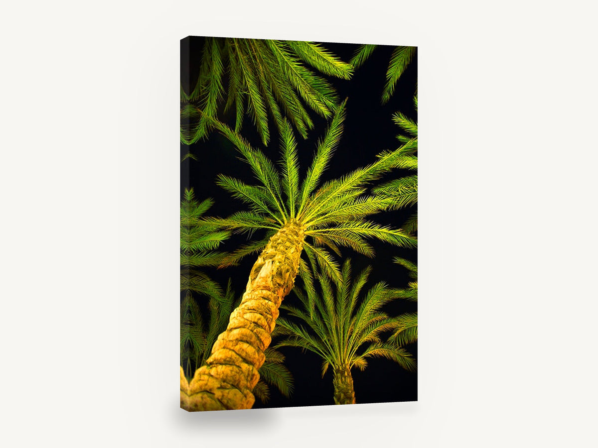 Palms After Dark, night palm trees looking up photograph, landscape canvas wall art print ready to hang