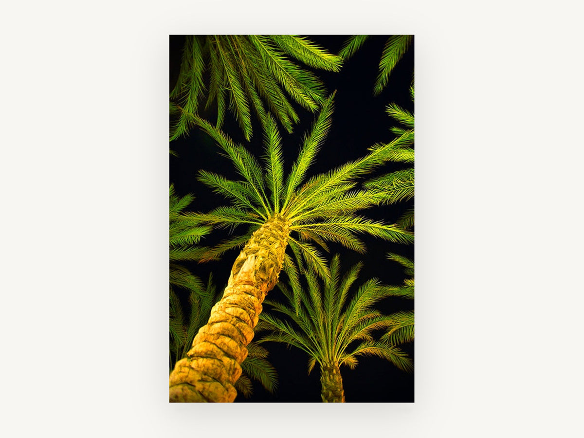Palms After Dark, night palm trees looking up photograph, landscape canvas wall art print, front view