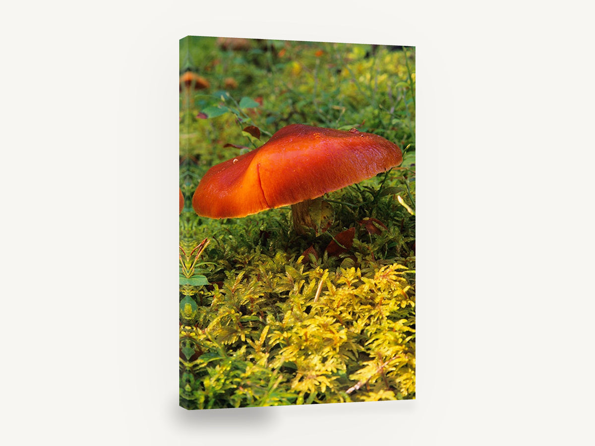 Orange Cap in the Moss, orange mushroom on moss photograph, floral canvas wall art print ready to hang