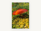 Orange Cap in the Moss, floral canvas wall art print, front view