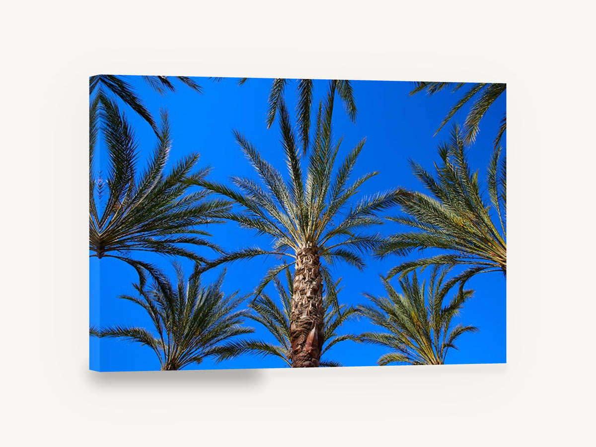 Palms Against Blue, palm trees blue sky photograph, landscape canvas wall art print ready to hang
