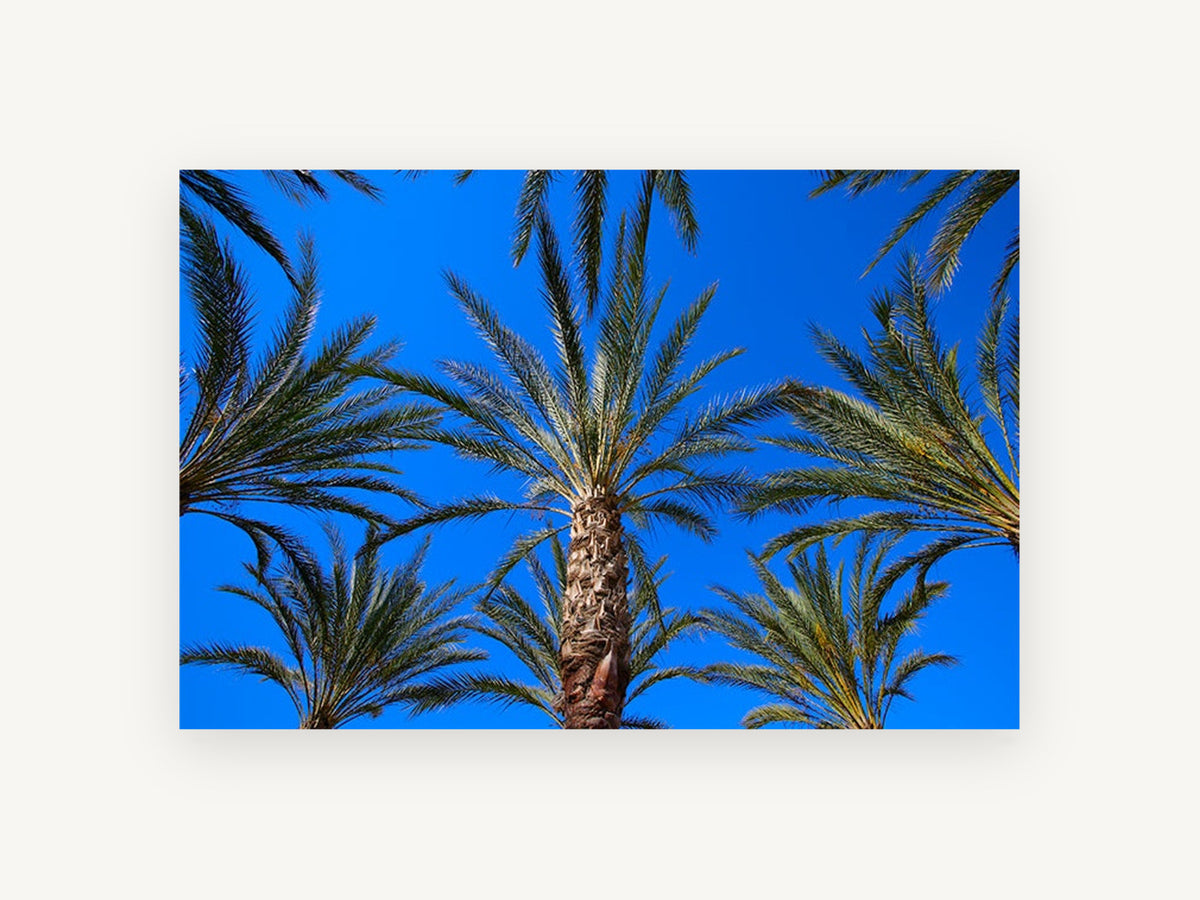 Palms Against Blue, palm trees blue sky photograph, landscape canvas wall art print, front view