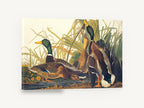 Mallards Among the Reeds, mallard ducks vintage bird illustration, floral canvas wall art print ready to hang
