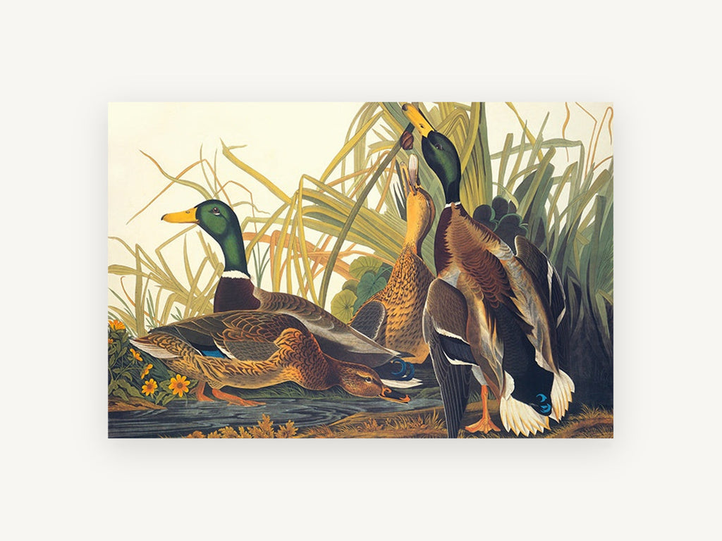 Mallards Among the Reeds, floral canvas wall art print, front view