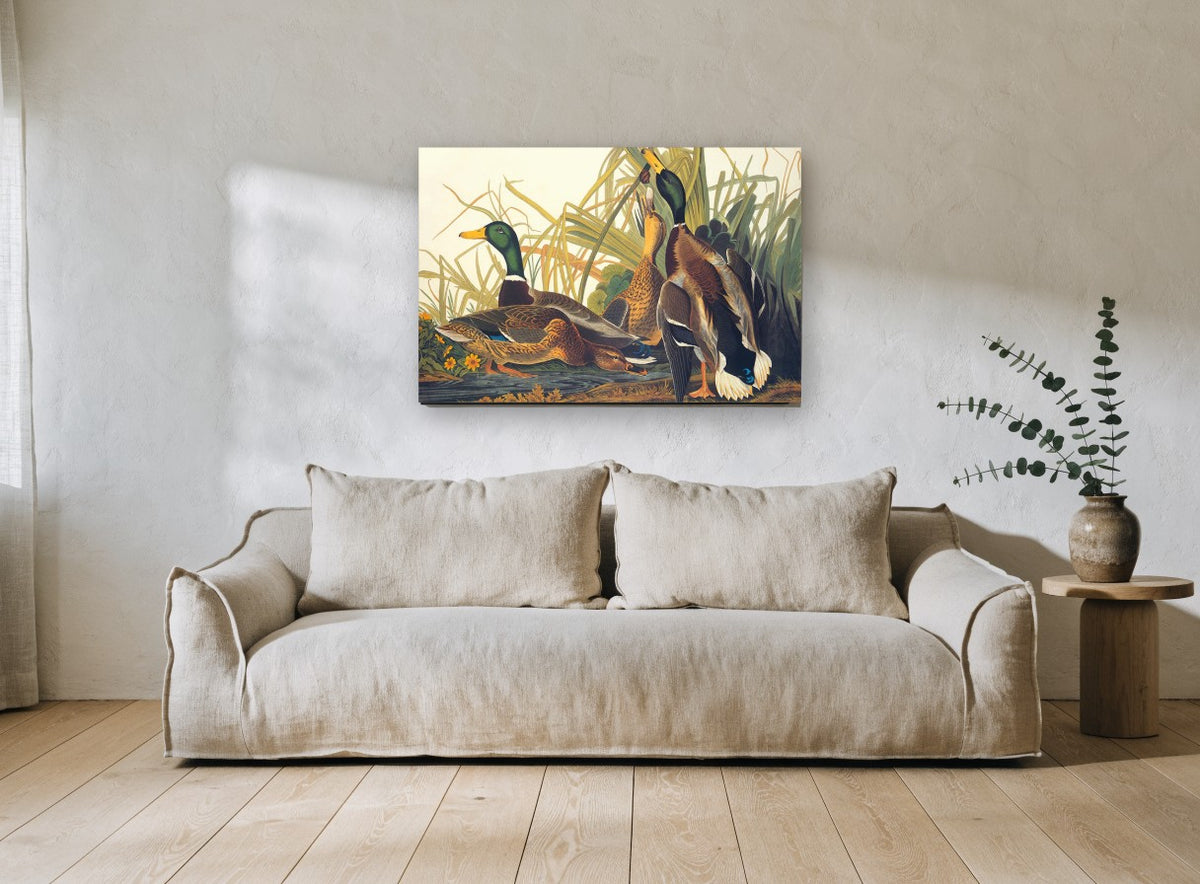 Mallards Among the Reeds floral canvas print on the wall of a living room