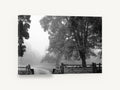 Gate in the Mist, misty oak tree black and white photograph, floral canvas wall art print ready to hang