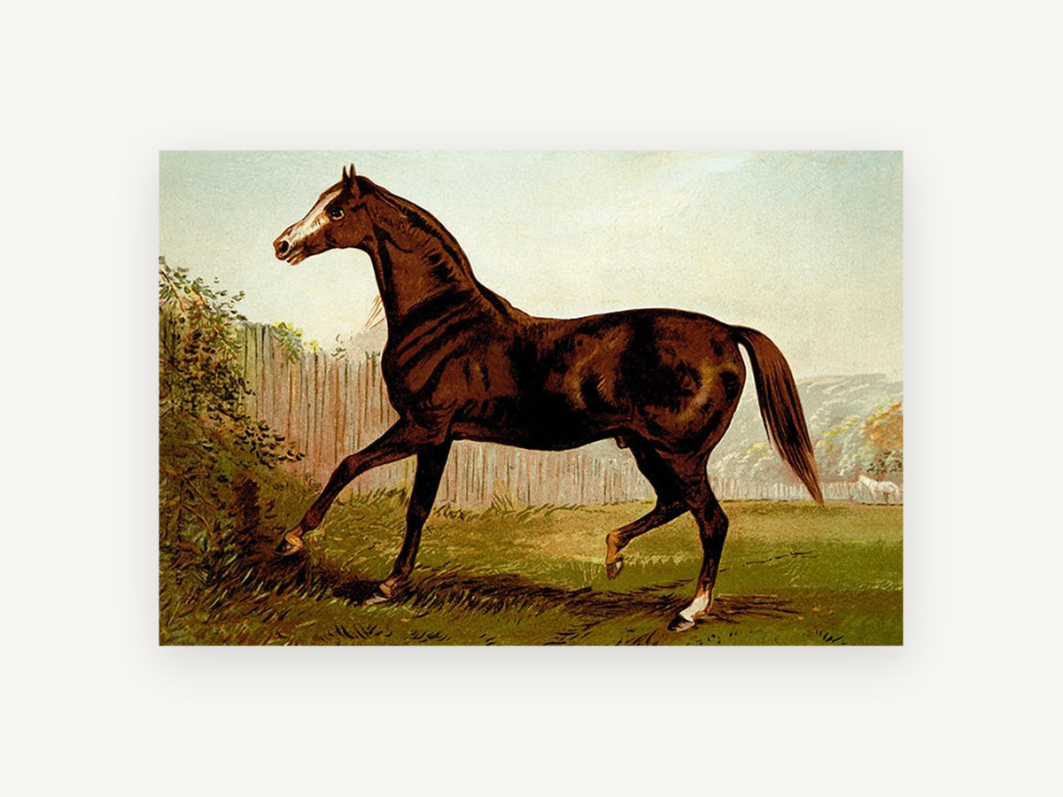 Bay Horse in Paddock, vintage bay horse paddock illustration, landscape canvas wall art print, front view