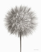 Dandelion Fluff on White Wall Art Print