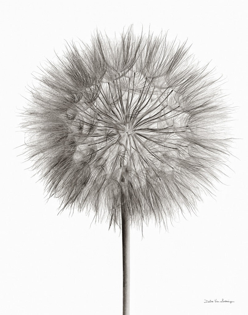 Dandelion Fluff on White Wall Art Print