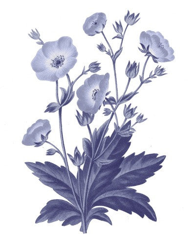Dark Blue Botanical VI Wall Art Print