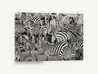 Crowded Zebra Herd, zebra herd black and white photograph, animal canvas wall art print ready to hang