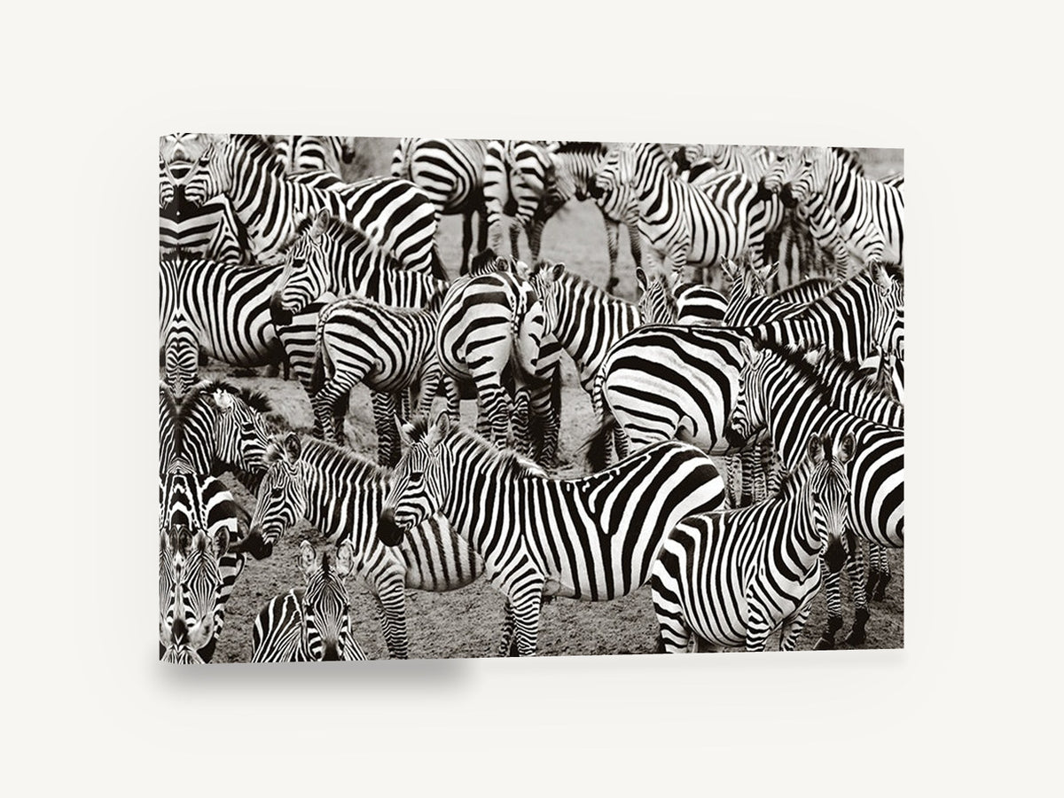 Crowded Zebra Herd, zebra herd black and white photograph, animal canvas wall art print ready to hang
