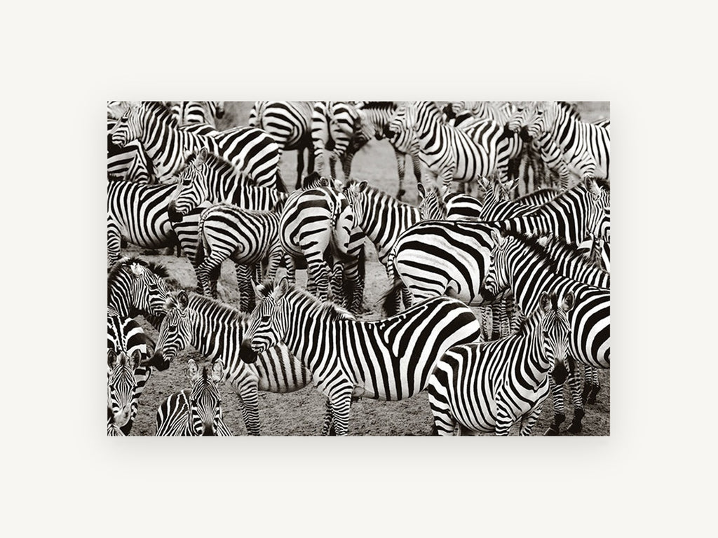Crowded Zebra Herd, zebra herd black and white photograph, animal canvas wall art print, front view