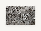 Crowded Zebra Herd, zebra herd black and white photograph, animal canvas wall art print, front view