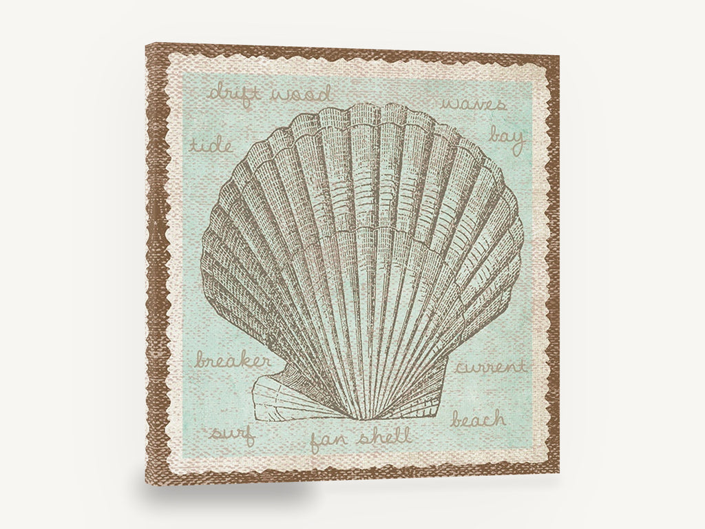 Fan Shell Study, vintage scallop shell coastal illustration, coastal canvas wall art print ready to hang