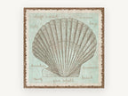 Fan Shell Study, coastal canvas wall art print, front view
