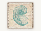 Teal Nautilus Shell Study, coastal canvas wall art print, front view