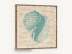 Teal Shell Vocabulary, teal seashell vintage illustration, coastal canvas wall art print ready to hang