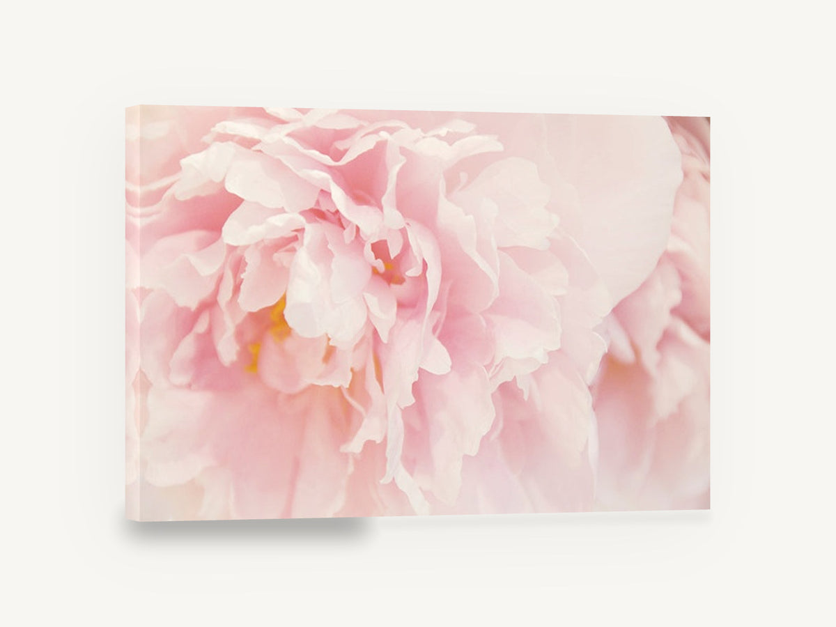 Blush Peony Bloom, soft pink peony close up photograph, floral canvas wall art print ready to hang