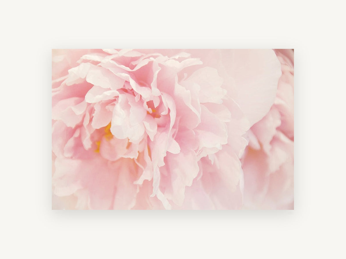 Blush Peony Bloom, floral canvas wall art print, front view