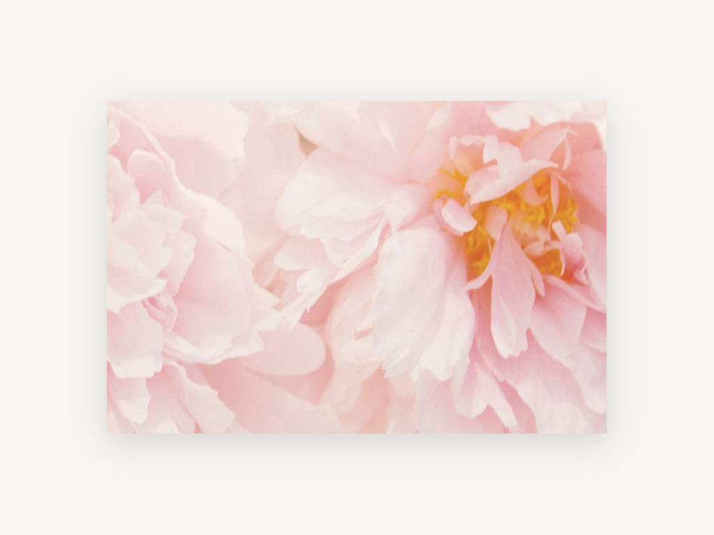 Soft Blush Peonies, floral canvas wall art print, front view