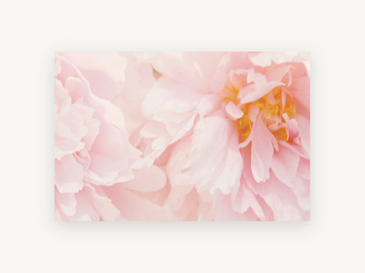 Soft Blush Peonies, floral canvas wall art print, front view