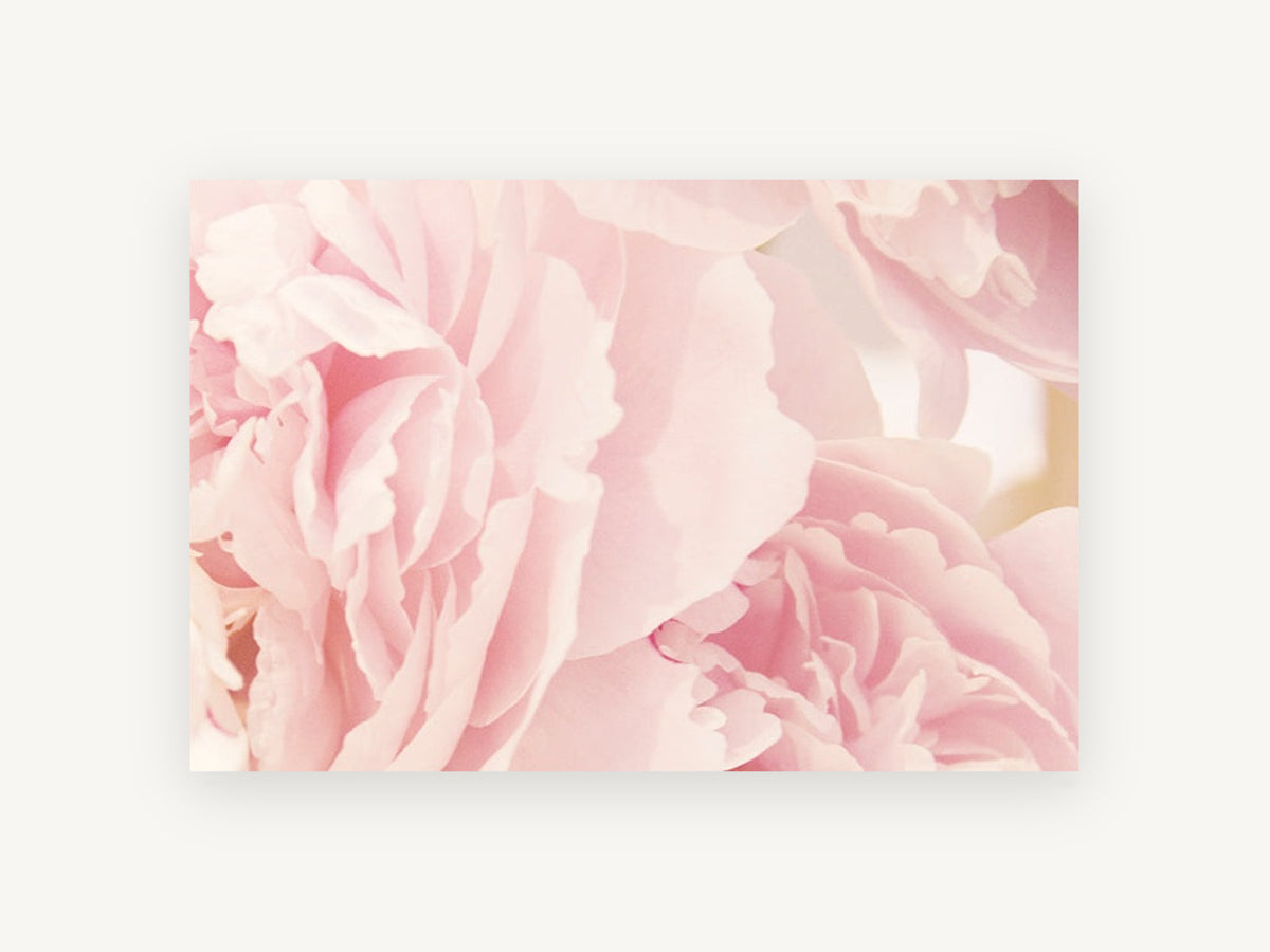 Soft Pink Peony Layers, floral canvas wall art print, front view