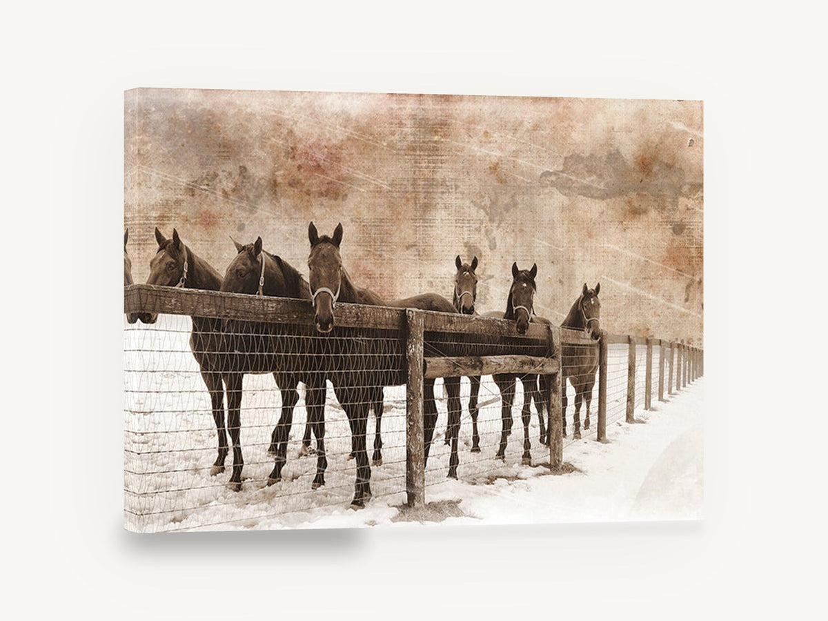 Six Horses in Snow, vintage horses at snowy fence photo, stretched canvas wall art print ready to hang