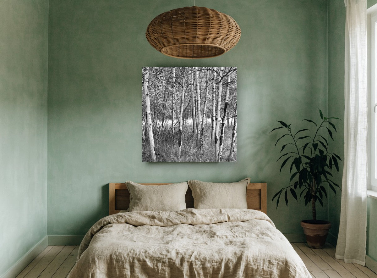 Birch Grove Light landscape canvas print on the wall of a bedroom
