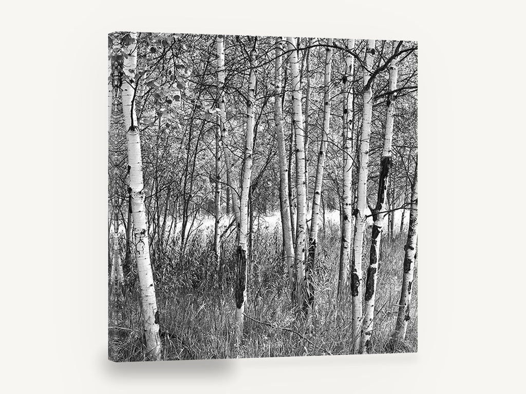Birch Grove Light, black and white birch tree photograph, landscape canvas wall art print ready to hang